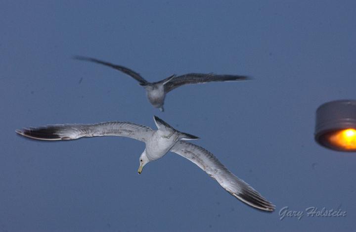 DSC_2709.JPG