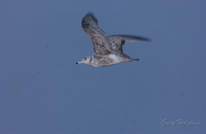 DSC_2710.JPG